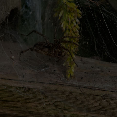 Grass Spider