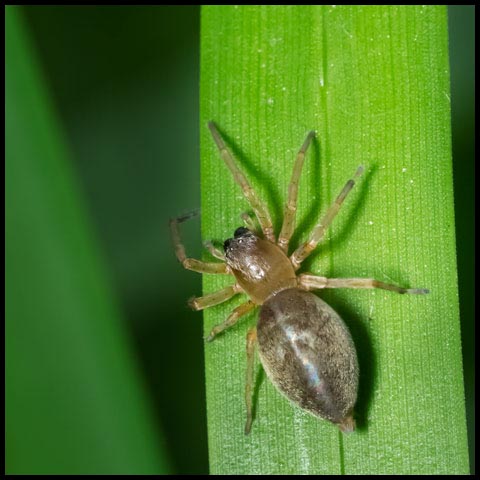 Agelenopsis Leafcurling Sac Spider
