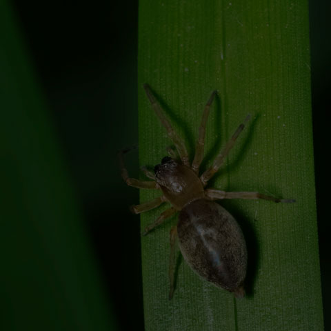 Agelenopsis Leafcurling Sac Spider