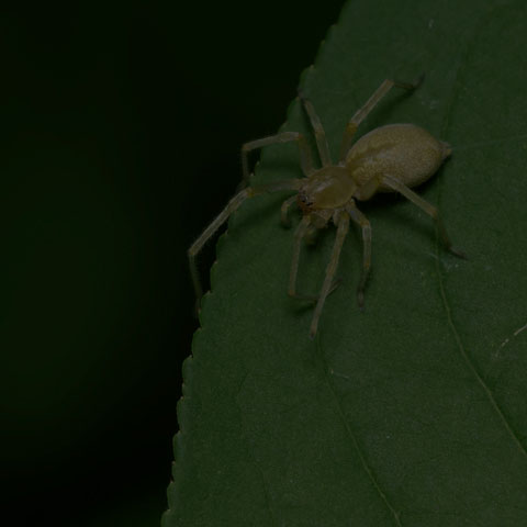 Agelenopsis Long-legged Sac Spider