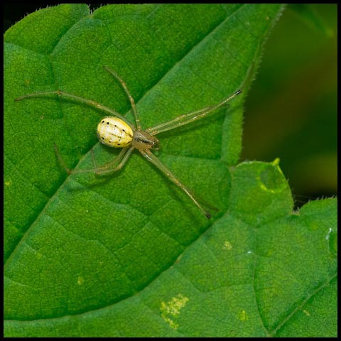Common Candy-striped Spider