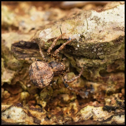 Leaflitter Crab Spider