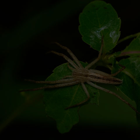 Oblong Running Spider