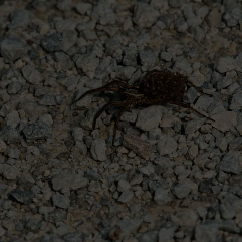 Brush-legged Spider