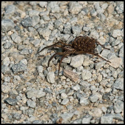 Brush-legged Spider