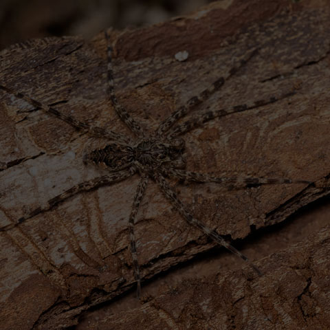 Dark Fishing Spider
