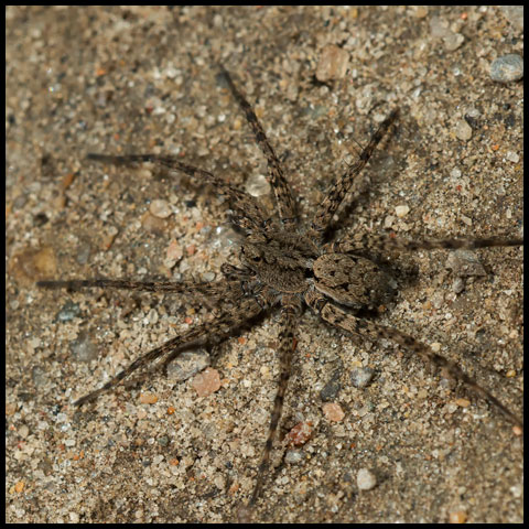 Fishing & Wolf Spiders