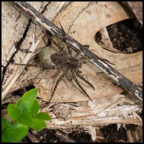 Thin-legged Wolf Spider