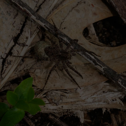 Thin-legged Wolf Spider