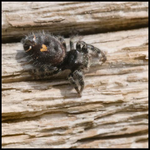 Bold Jumping Spider