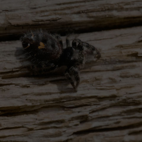 Bold Jumping Spider