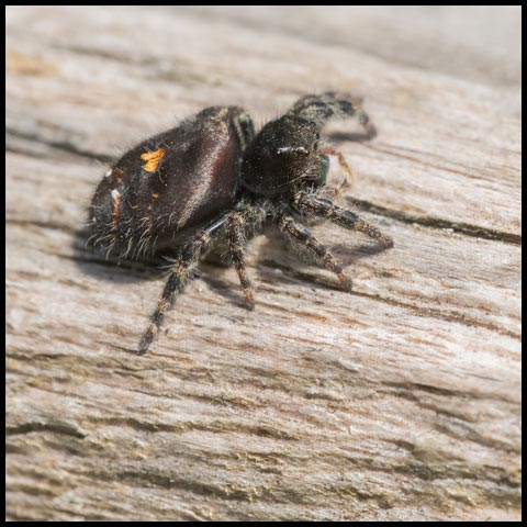 Bold Jumping Spider