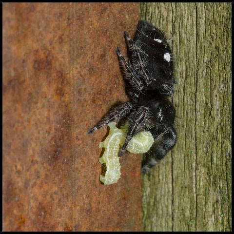 Bold Jumping Spider