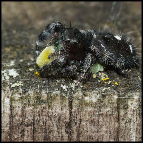 Bold Jumping Spider