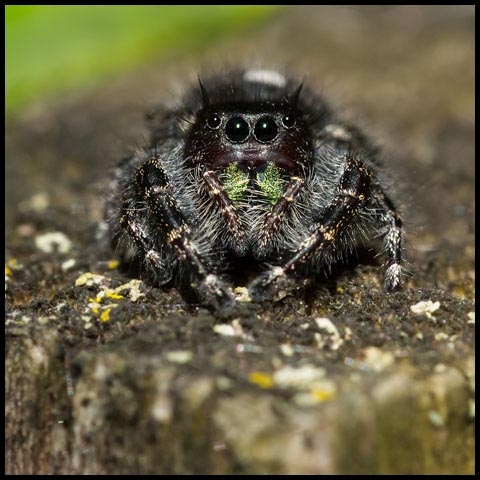 Bold Jumping Spider