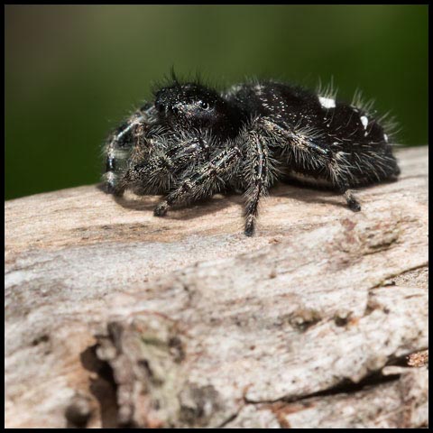 Bold Jumping Spider