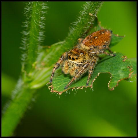 Brilliant Jumping Spider