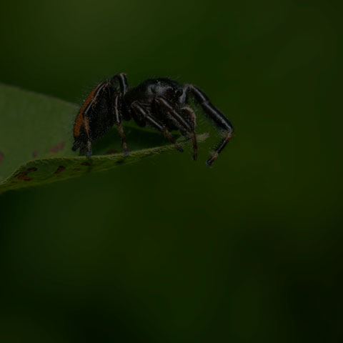 Brilliant Jumping Spider