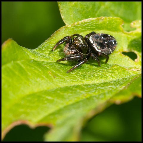 Brilliant Jumping Spider