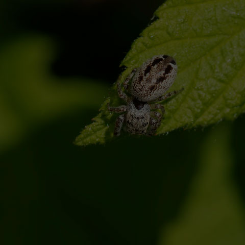 Common White-cheeked Jumping Spider
