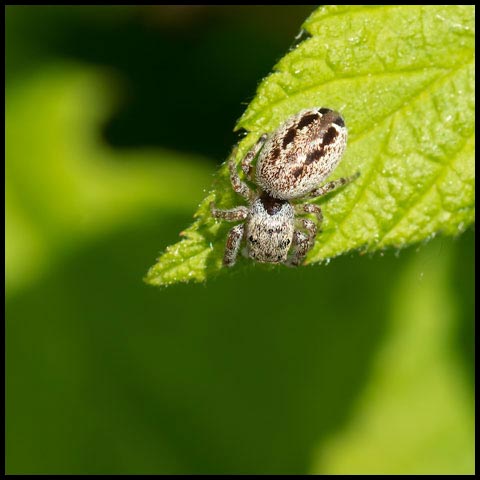 Common White-cheeked Jumping Spider