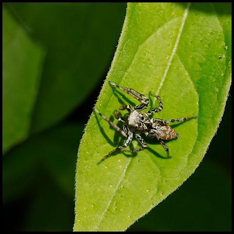 Dimorphic Jumping Spider