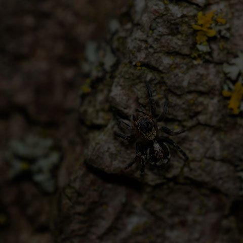 Flea Jumping Spider