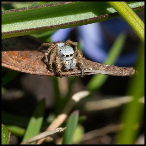 Paradise Jumping Spider