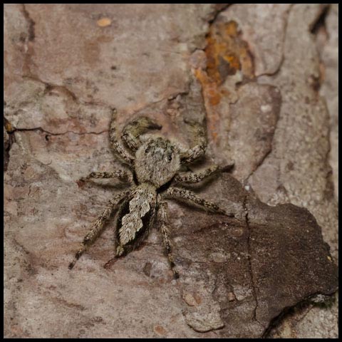 Jumping Spider