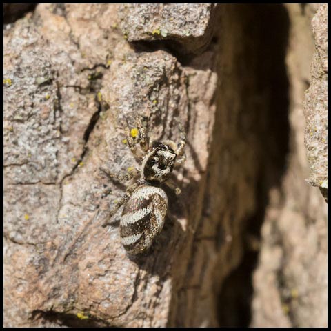 Zebra Jumping Spider