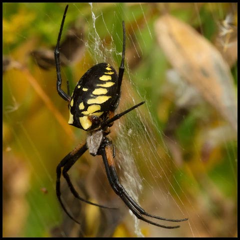 Black-and-yellow Garden Spider