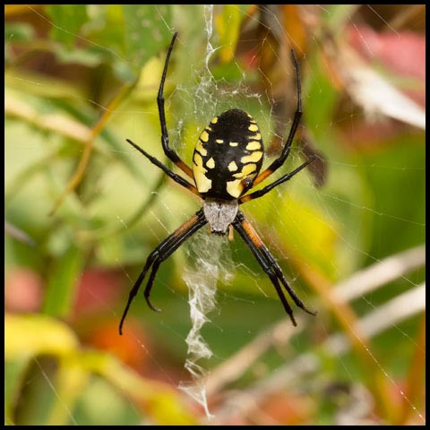 Black-and-yellow Garden Spider