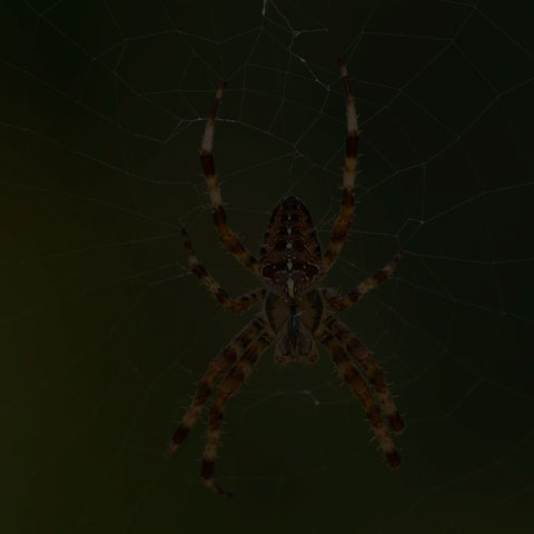 Cross Orbweaver Spider