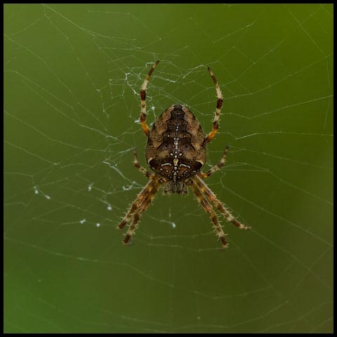 Cross Orbweaver Spider