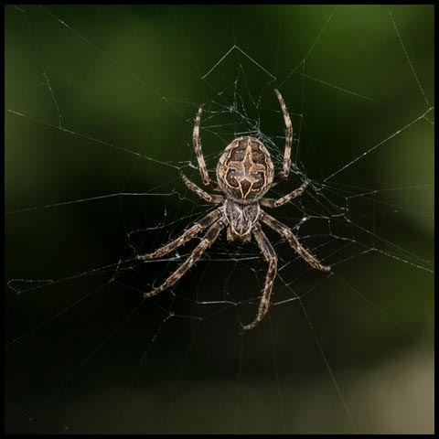 Grey Cross Spider