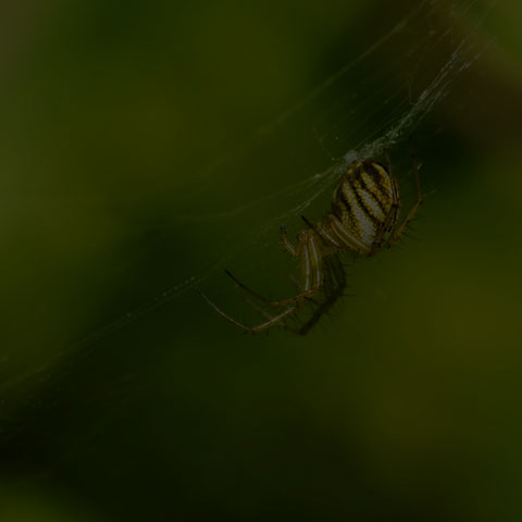 Lined Orbweaver Spider