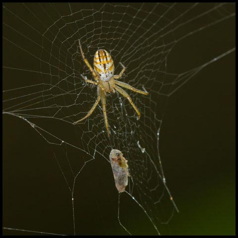 Lined Orbweaver Spider