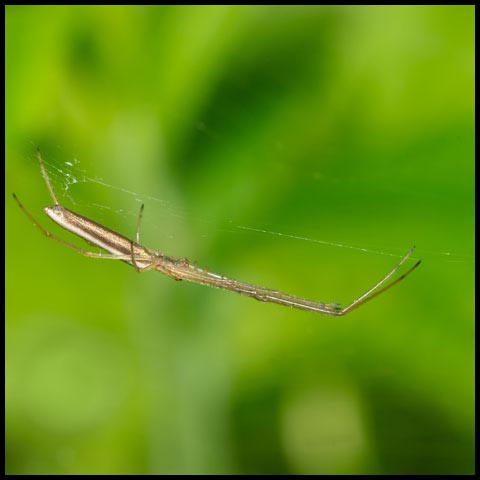 Long-jawed Orbweaver Spider