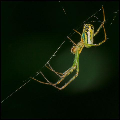 Orchard Orbweaver Spider