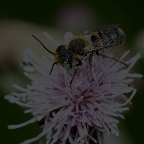 Alfalfa Leafcutter Bee