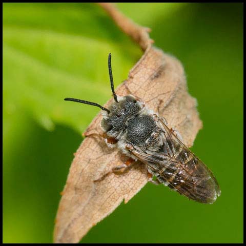 Cuckoo Leafcutter Bee