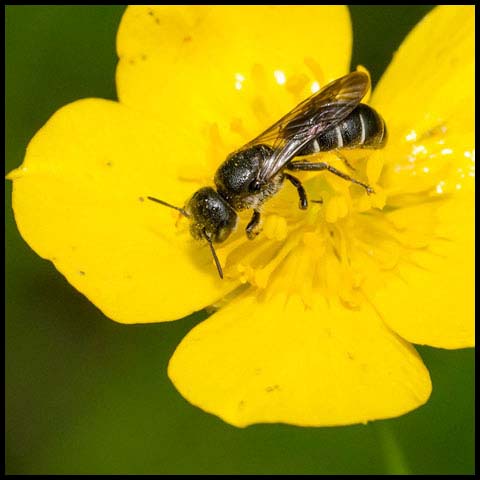 Rampion Scissor Bee