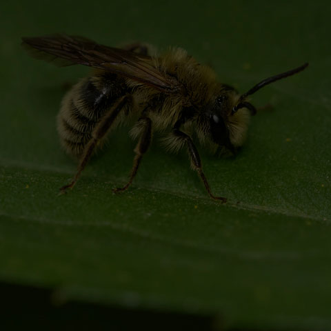 Hairy-banded Mining Bee
