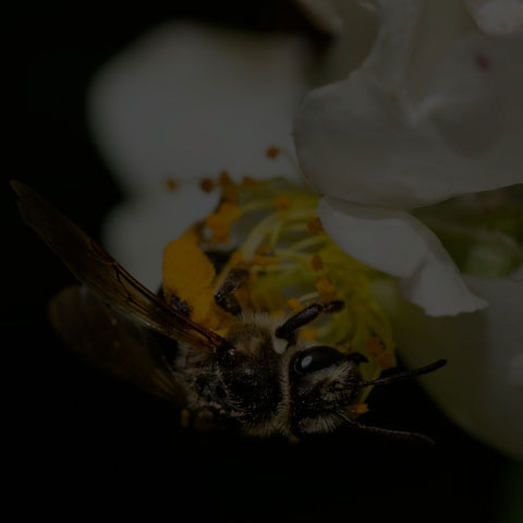 Hawthorn Mining Bee