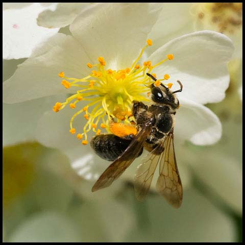 Hawthorn Mining Bee