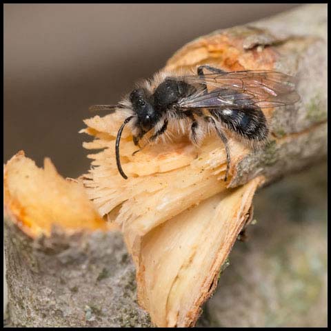 Mining Bee