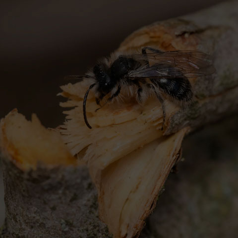 Mining Bee