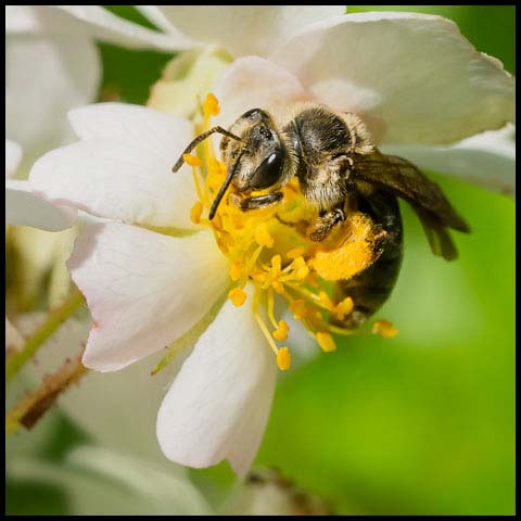 Mining Bee