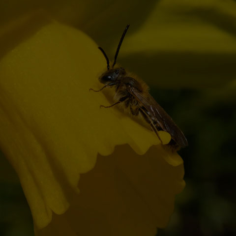 Mining Bee