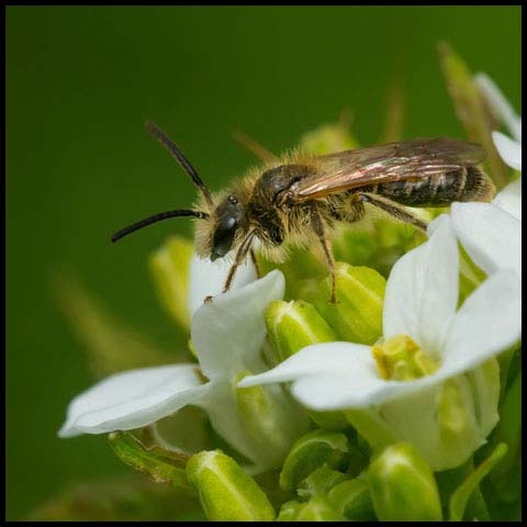 Mining Bee